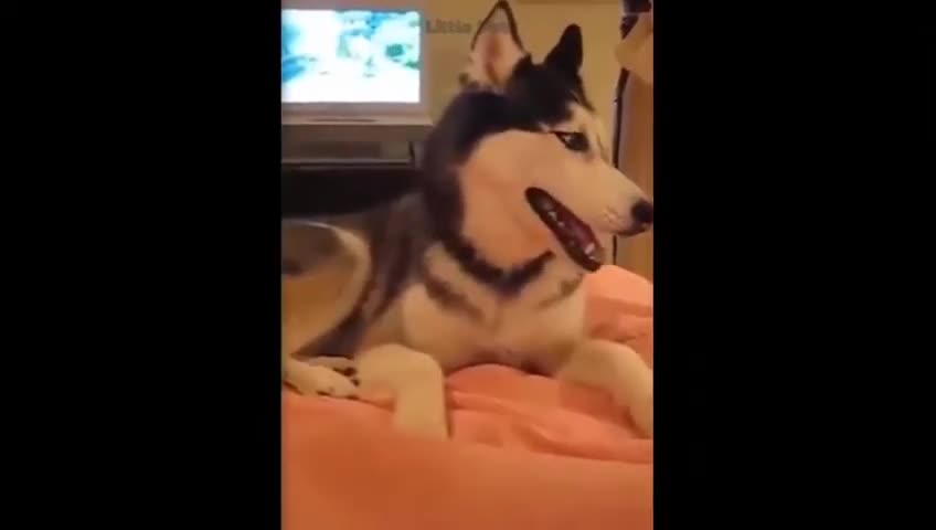 WOW watch these amazing dogs and cats speak english better than you