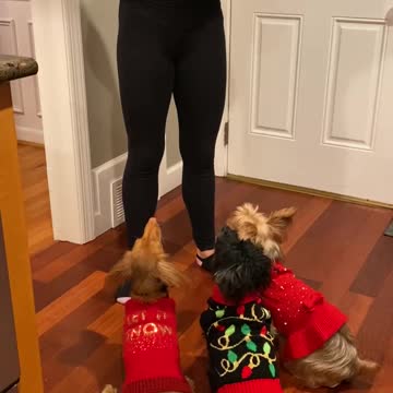 Ugly Xmas Sweaters