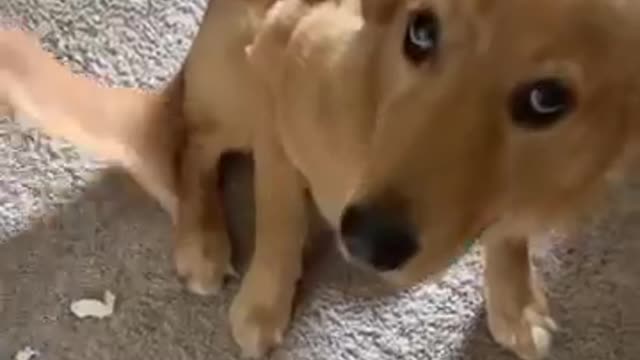 Golden Retriever Looks Guilty After Being Caught!!