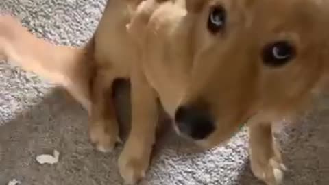 Golden Retriever Looks Guilty After Being Caught!!