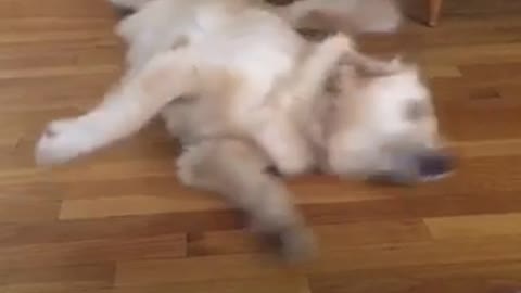 White dog on back kicks air