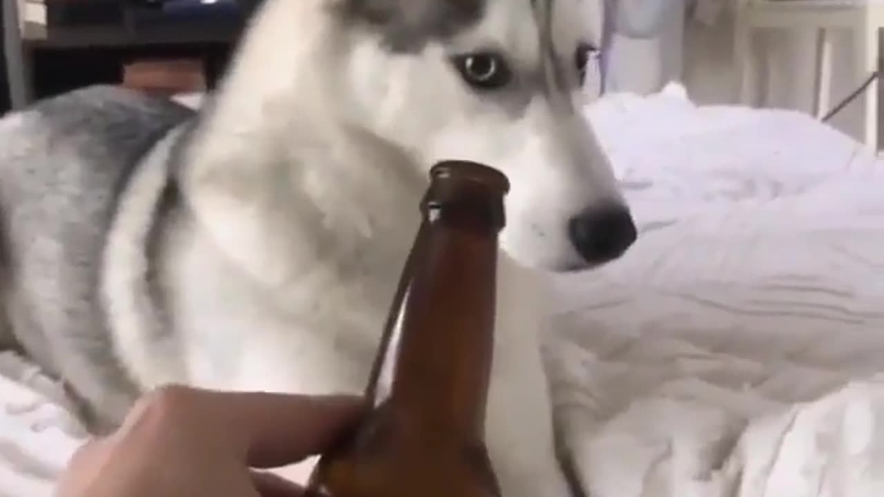 Cute and funny animals