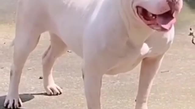 White American pitbull dog #Short