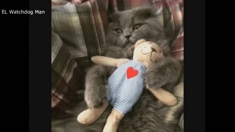 kitten takes care of her stuffed animal