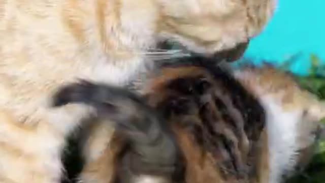 Adorable Kittens And Mother Cat new video!! funny cat videos 2022