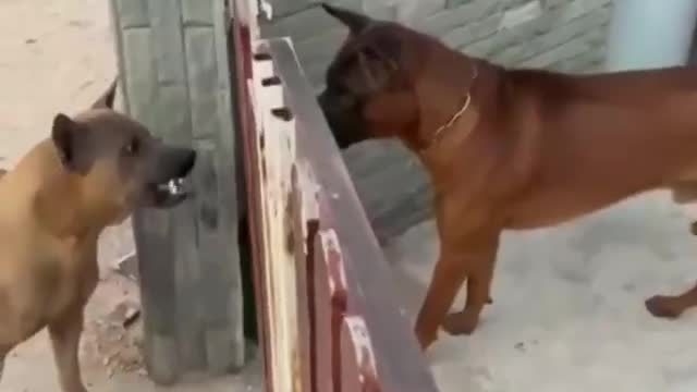 Funny moment the dog