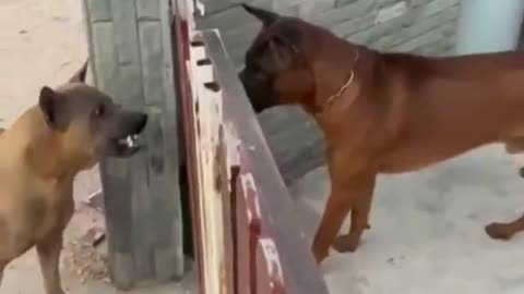 Funny moment the dog