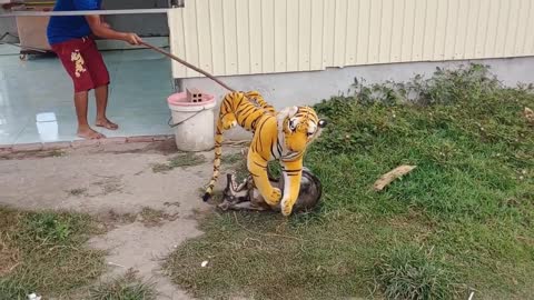 Wow Nice Fake Tiger Prank Dog | Dog Run Very Funny Prank Video 2021