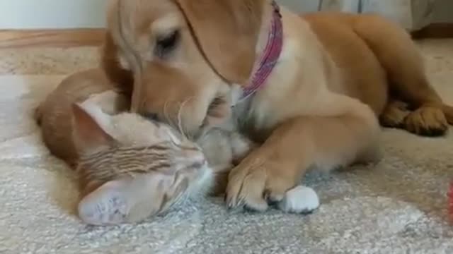 Kitten & puppy cuddle each other in cutest possible way