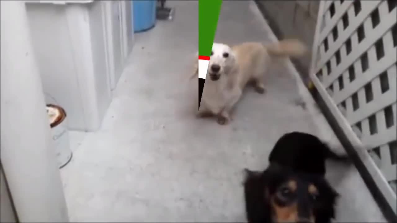 Dog funny video