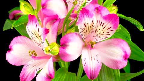 Plant with pink flowers on a black background