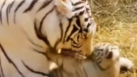 Tigers are fierce animals, but why do I feel so lovely now