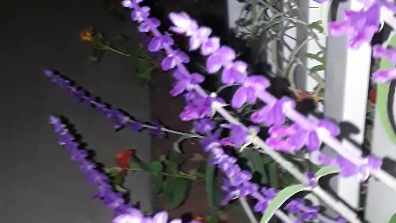 Another classic world