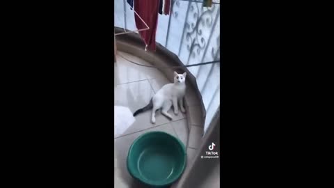 Funny Cat Videos