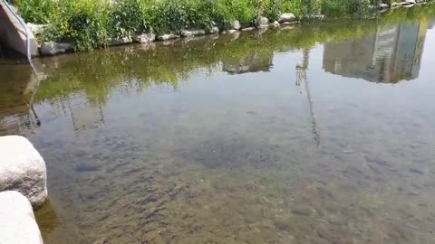 Fish swarming around