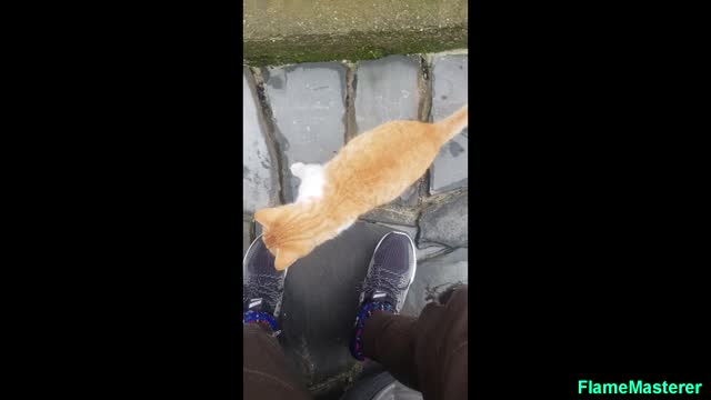 Cat Paying A Visit After Months