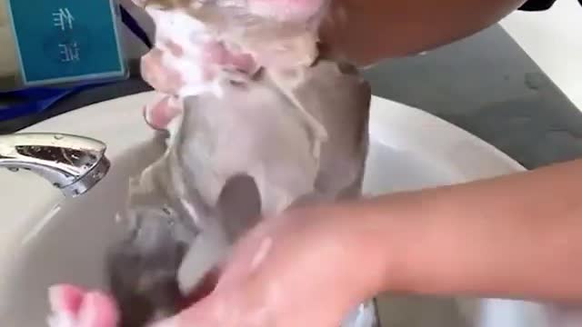 bath in monkey baby