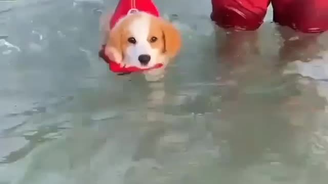 Cute dog swimming training 😍