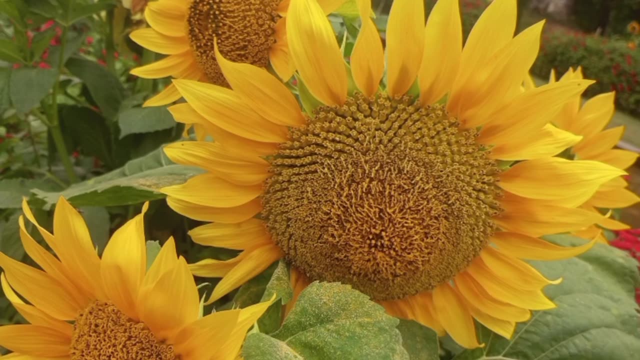 Kashmir Flowers