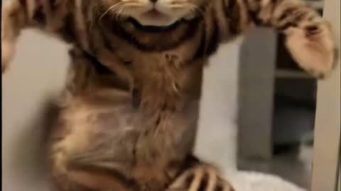 Funny Cat