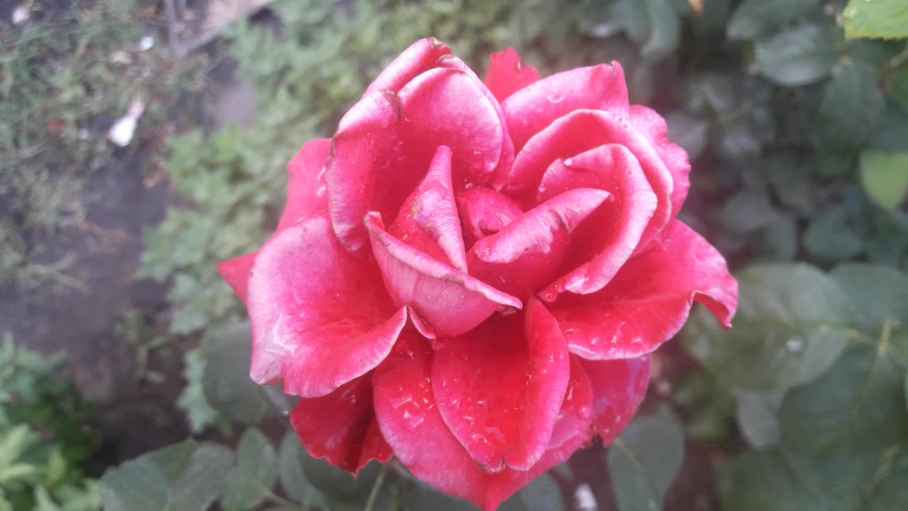 Rose full of life