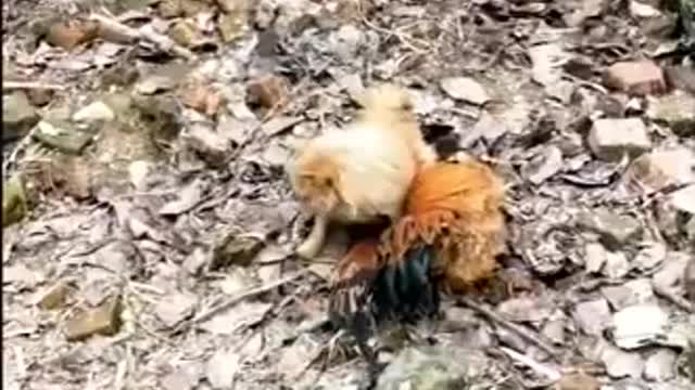 dog vs chicken funny video and fight