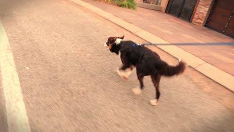 Video Of Border Collie Walking On The Streets