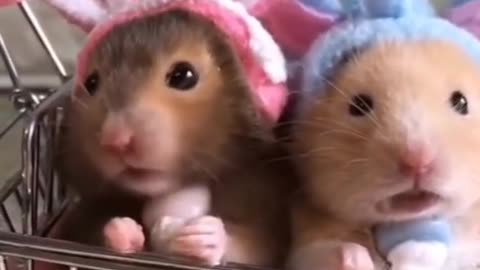 Cute Animals doing Funny and Cute Animal things