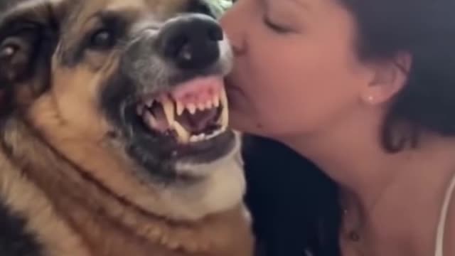 funny dogs reactionππππππππππ