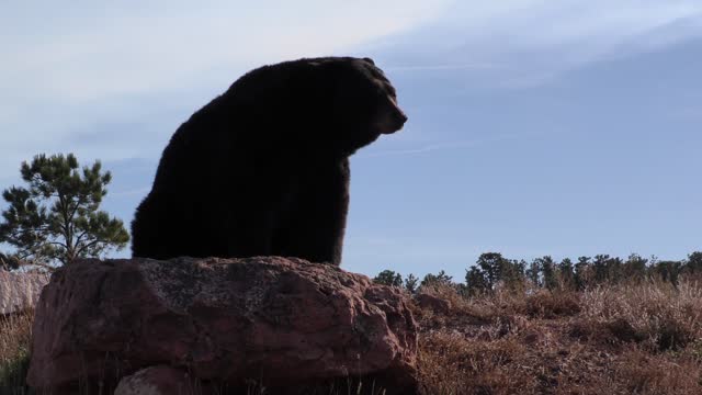 black bear adult alone resting in autumn rock