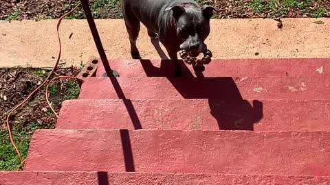 Pit Toy Love