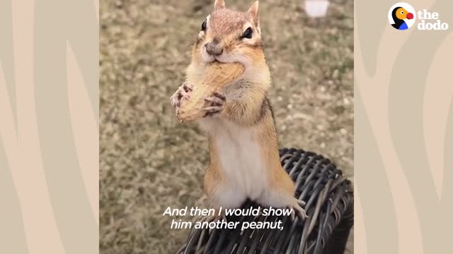 Chipmunk Gets So Jealous When His Favorite Girl Talks To Other Chipmnks