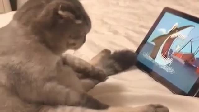 Cat watch the cat animation😅😂