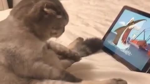 Cat watch the cat animation😅😂