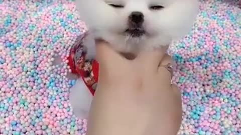 Cute and funny dog