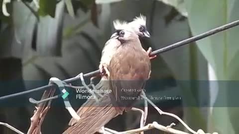 These Unique Birds Are Pretty Much Like Identical Twins