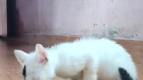 Hungary Orphan Cat Eating food