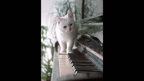 This is a cat who can play the piano