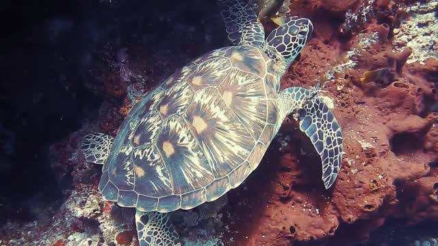 Sea Turtle 🐢🐢 Under water