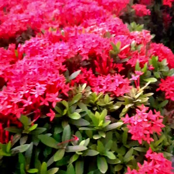 Santan Flowers