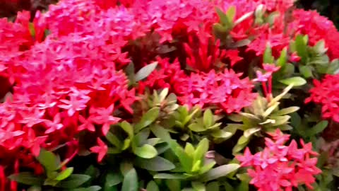 Santan Flowers