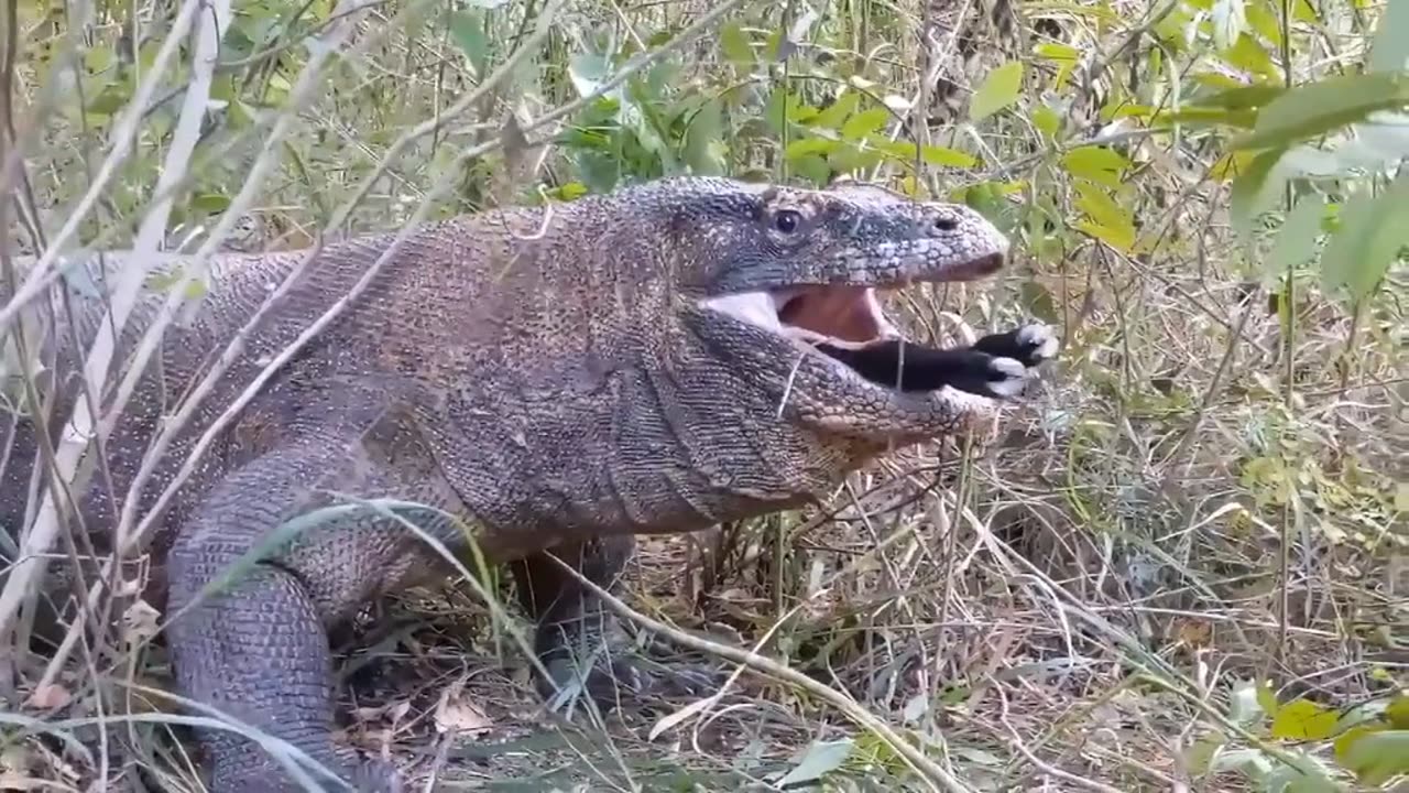 Big lizard