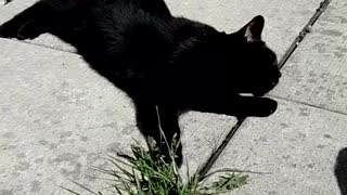 Black Cat in the sunshine