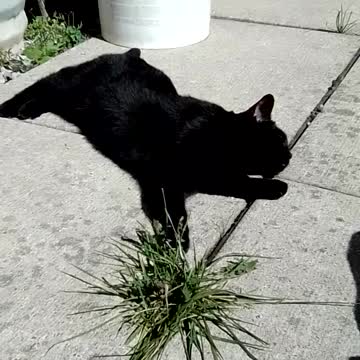 Black Cat in the sunshine