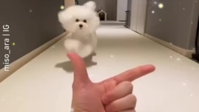 Cute Dogs Compilation Funny Dog - Cute Puppy #shorts