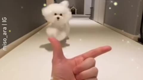 Cute Dogs Compilation Funny Dog - Cute Puppy #shorts