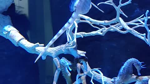 Sea Horse's Amazing Swimming Skill