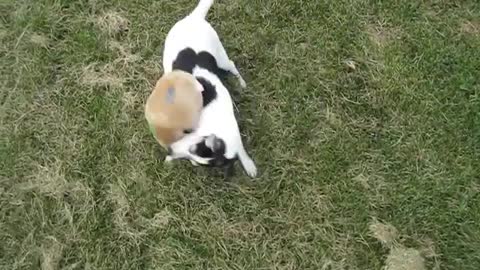 Dog Vs. Hide-a-squirrel Adventures