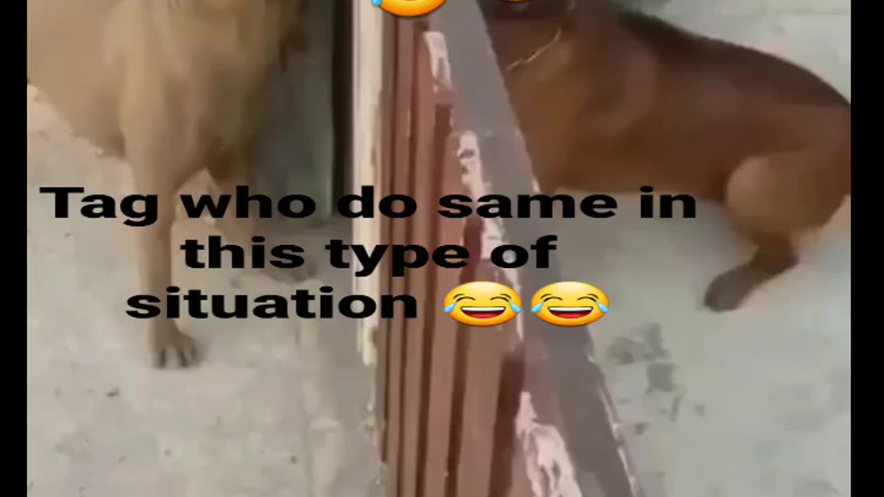 Dogs funny fight videos