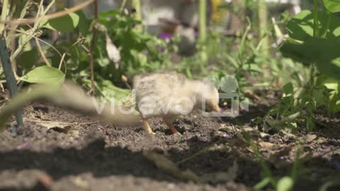 Baby Chick Peck On The Garden Backyard